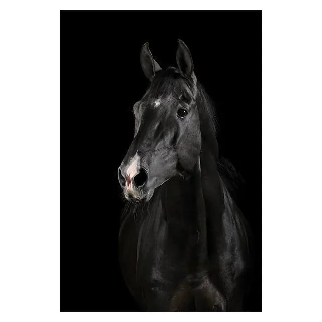 Copy of Animals Wall Art Prints