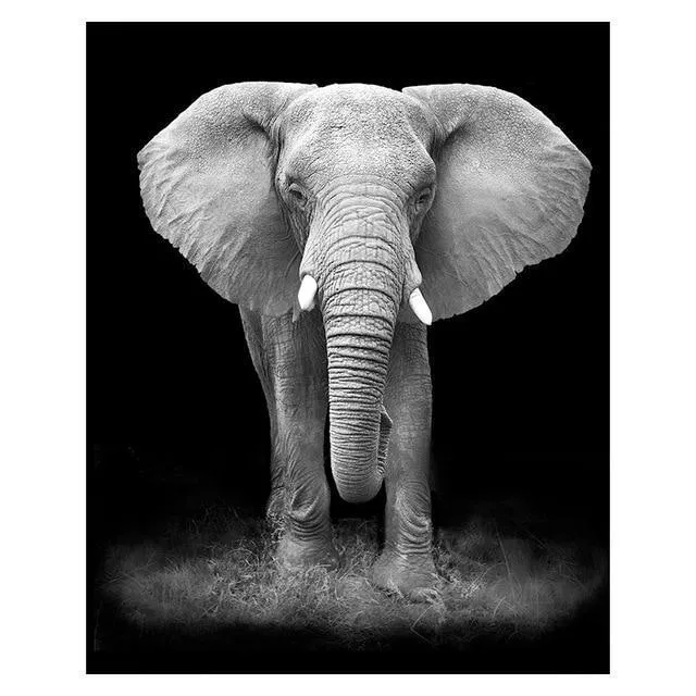Copy of Animals Wall Art Prints