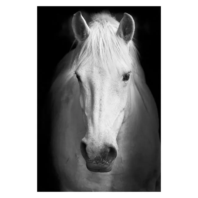 Copy of Animals Wall Art Prints