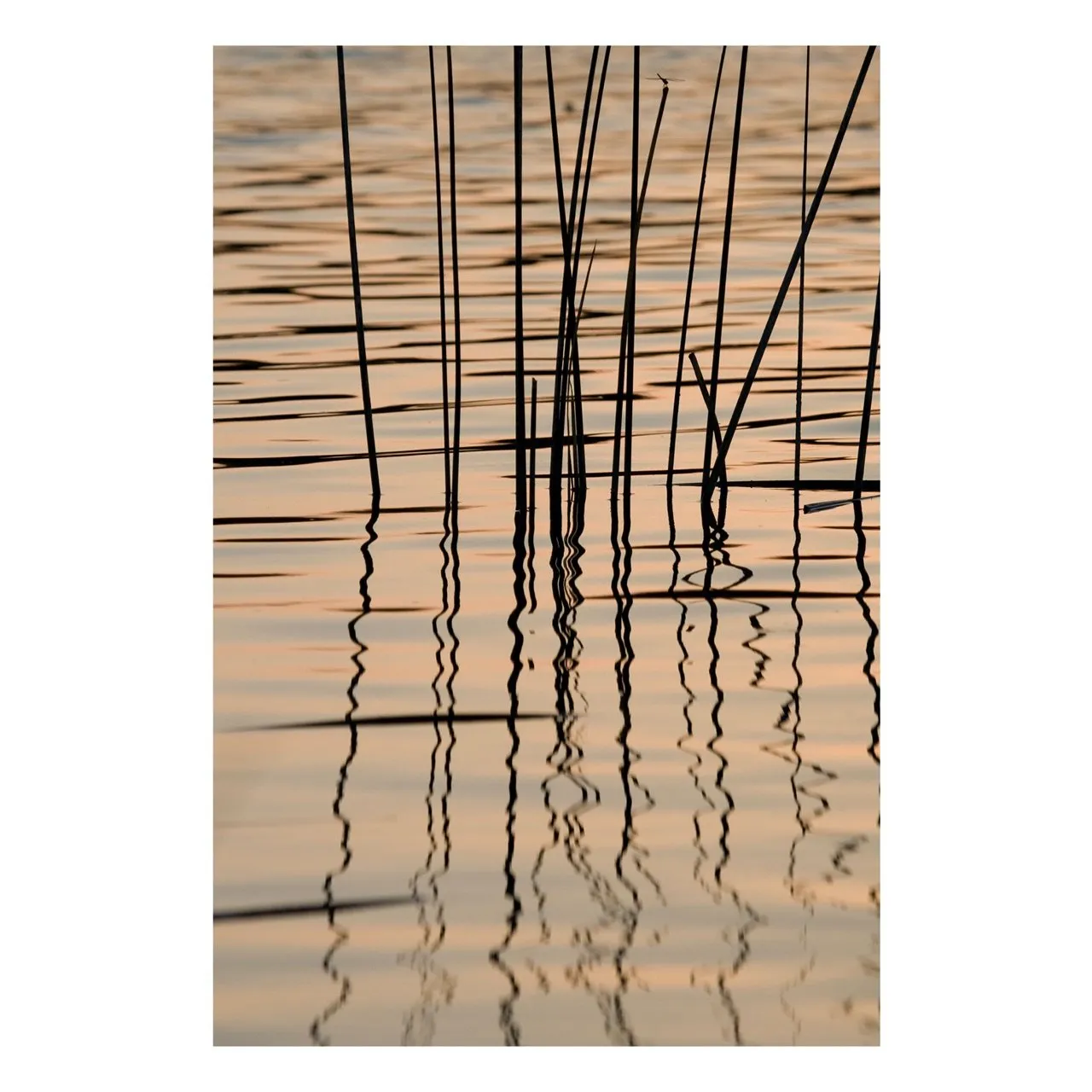 "Reeds at Sunset" | Coastal Photography Print