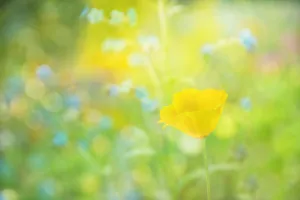 Sunny Day Canvas